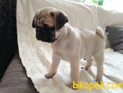ORJİNAL SIFIR BURUN PUG-MOPS-RIFKI 3