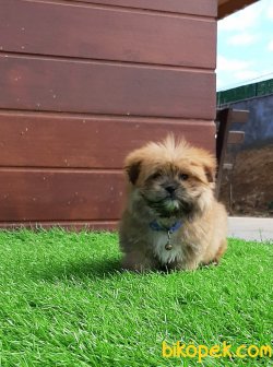 ORJINAL TEA CUP MORKIE YAVRULARIMIZ 3
