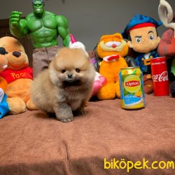 Orjinal TeaCup Boy Pomeranian Boo Yavrularimiz 2