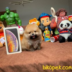 Orjinal TeaCup Boy Pomeranian Boo Yavrularimiz 3