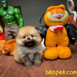 Orjinal TeaCup Boy Pomeranian Boo Yavrularimiz 4