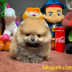 Orjinal TeaCup Boy Pomeranian Boo Yavrularimiz 1