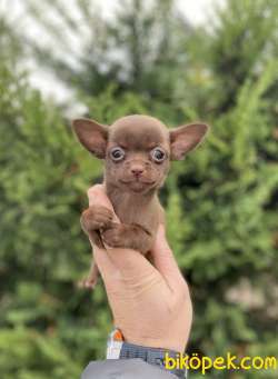 ORJİNAL TEACUP CHİHUAHUA YAVRUMUZ 1