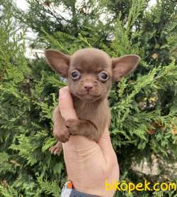 ORJİNAL TEACUP CHİHUAHUA YAVRUMUZ 2