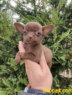 ORJİNAL TEACUP CHİHUAHUA YAVRUMUZ 3