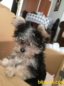 ORJİNAL TEACUP YORKSHİRE TERRİER 3 AYLIK 1