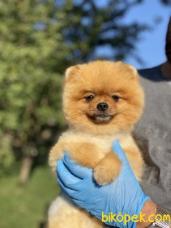 ORJİNAL TEDDY BEAR FACE BOO 2
