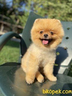 ORJİNAL TEDDY BEAR FACE BOO 1