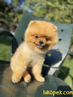 ORJİNAL TEDDY BEAR FACE BOO 3