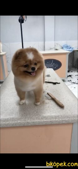 ORJİNAL TEDDY BEAR FACE POMERANİAN BIO 4