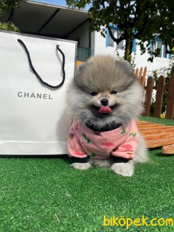 POMERANİAN BOO 2