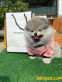Orjinal Teddy Bear Nadir Renk Pomeranian Boo 4