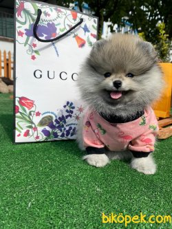 Orjinal Teddy Bear Nadir Renk Pomeranian Boo 1