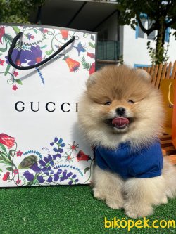 Orjinal Teddy Bear Nadir Renk Pomeranian Boo 2