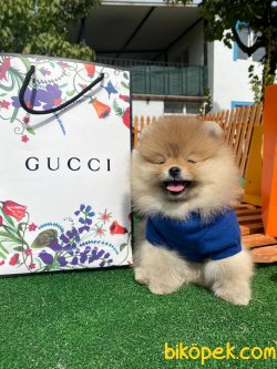 Orjinal Teddy Bear Nadir Renk Pomeranian Boo 3