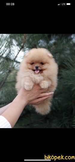 Orjinal Teddy Bear Pomeranian Boo 2