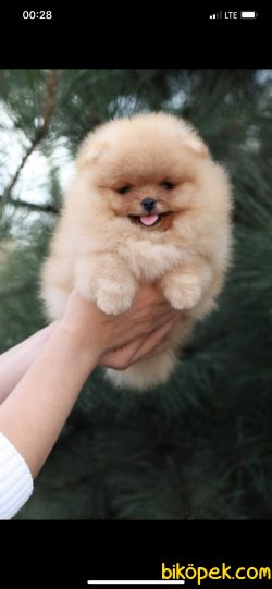 Orjinal Teddy Bear Pomeranian Boo 1