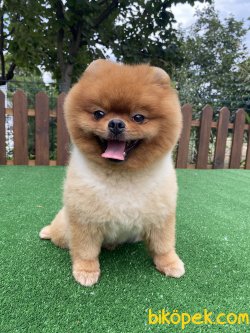 ORJİNAL TEDDY BEAR POMERANİAN BOO 1