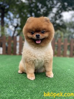 ORJİNAL TEDDY BEAR POMERANİAN BOO 2