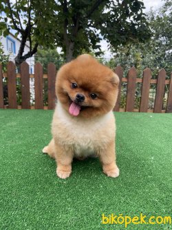 ORJİNAL TEDDY BEAR POMERANİAN BOO 3