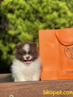 Orjinal Teddy Bear Pomeranian Boo Ayı Surat Secereli 2