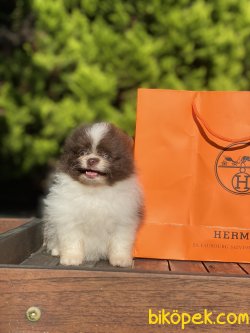 Orjinal Teddy Bear Pomeranian Boo Ayı Surat Secereli 3