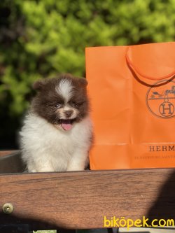 Orjinal Teddy Bear Pomeranian Boo Ayı Surat Secereli 4