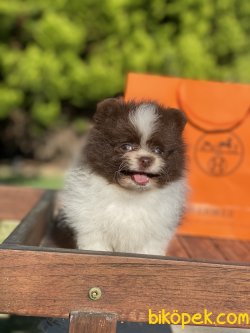 Orjinal Teddy Bear Pomeranian Boo Ayı Surat Secereli 1