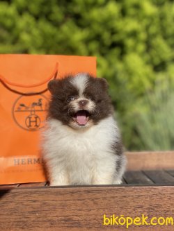 Orjinal Teddy Bear Pomeranian Boo Ayı Surat Secereli 5