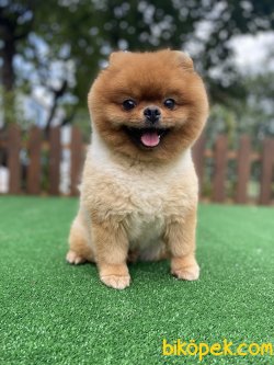 ORJİNAL TEDDY BEAR POMERANİANLAR 3