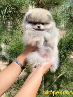 Orjinal Teddy Bear Secereli Pomeranian 2