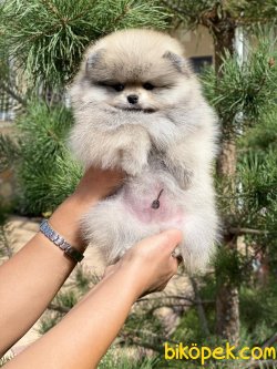 Orjinal Teddy Bear Secereli Pomeranian 3