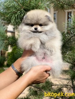 Orjinal Teddy Bear Secereli Pomeranian 1