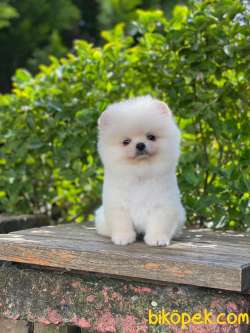ORJİNAL TEDDY FACE POMERANİAN BOO 3