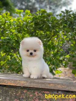 ORJİNAL TEDDY FACE POMERANİAN BOO 5
