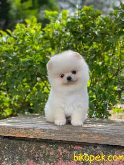 ORJİNAL TEDDY FACE POMERANİAN BOO 1