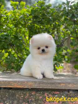 ORJİNAL TEDDY FACE POMERANİAN BOO 2