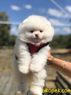 ORJINAL TEDDY FACE POMERANIAN BOO BEBEKLER 3