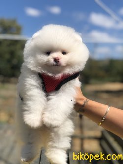 ORJINAL TEDDY FACE POMERANIAN BOO BEBEKLER 2