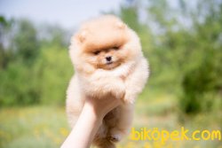 ORJINAL TEDDY FACE POMERANIAN BOO YAVRULAR WC EGITIMLI 1