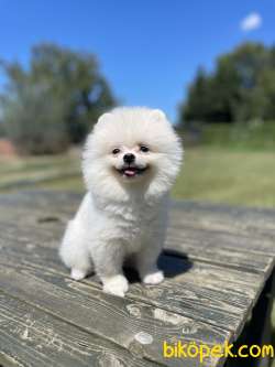 Orjinal Teddy Face Pomeranian Boo Yavrularimiz 3