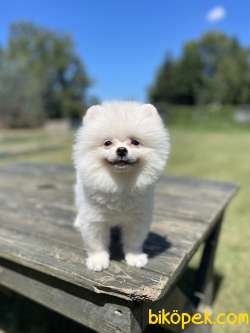 Orjinal Teddy Face Pomeranian Boo Yavrularimiz 2