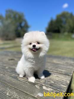 Orjinal Teddy Face Pomeranian Boo Yavrularimiz 1