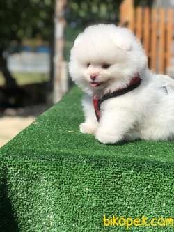Orjinal Teddy Gulen Surat Pomeranian Boo Yavrular 2