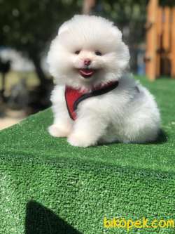 Orjinal Teddy Gulen Surat Pomeranian Boo Yavrular 1