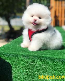 Orjinal Teddy Gulen Surat Pomeranian Boo Yavrular 3