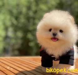ORJİNAL TEDDY OĞLUM  BOMBİ 3