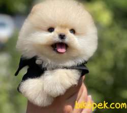 ORJİNAL TEDDY OĞLUM  BOMBİ 4