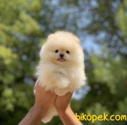 ORJİNAL TEDDY OĞLUM  BOMBİ 2