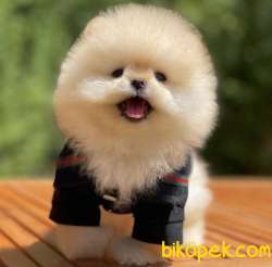 ORJİNAL TEDDY OĞLUM  BOMBİ 1